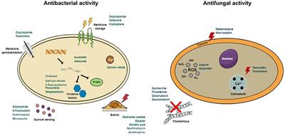 Drug Repurposing for the Treatment of Bacterial and Fungal Infections